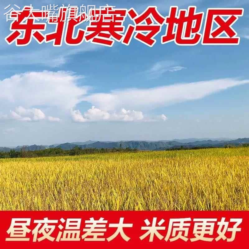 新米东北大米20斤珍珠米圆粒米粳米10斤包邮优质大米5KG原粮现磨