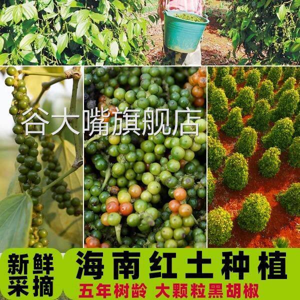 黑胡椒粒500克包邮特级黑糊椒颗粒现磨黑椒碎粉湖椒原粒