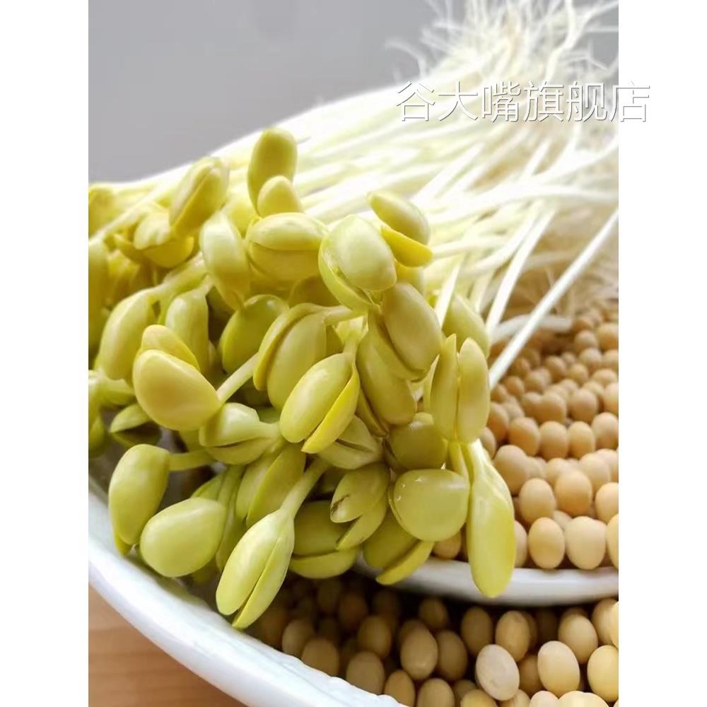 小粒黄豆690发豆芽专用纳豆生豆芽豆农家非转基因珍珠粒小金黄豆