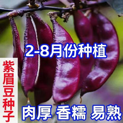 猪耳朵红扁豆种子紫扁豆角种子宽扁眉豆种子爬藤架豆春季蔬菜种子