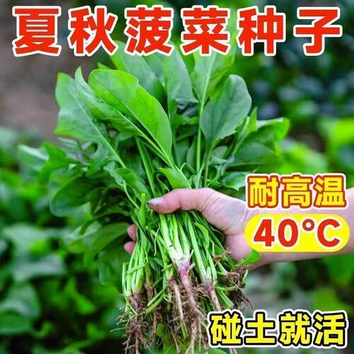 大圆叶菠菜种子高产量红根大叶耐高温菠菜阳台盆栽易种植蔬菜种子