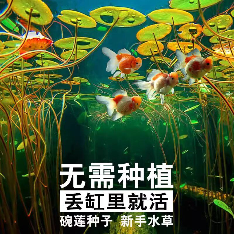 碗莲种子鱼缸造景水培植物和鱼共养四季莲睡莲铜钱草水草室内绿植