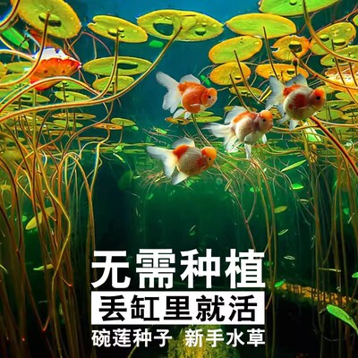 碗莲种子鱼缸造景水培植物和鱼共养四季莲睡莲铜钱草水草室内绿植