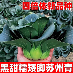 黑叶矮脚苏州青种籽四季小白菜种子黑大头青菜籽上海青菜种子大全