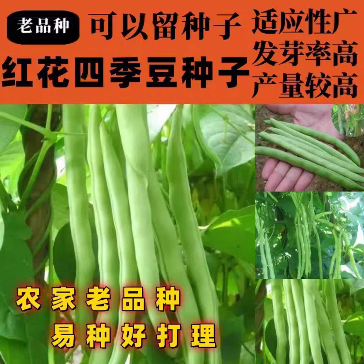 红花四季豆种子高产无筋搭架春秋播豆角种子庭院阳台蔬菜种子,农用物资,蔬菜种子/种苗,淘宝优惠券,粉丝福利购,淘宝优惠卷