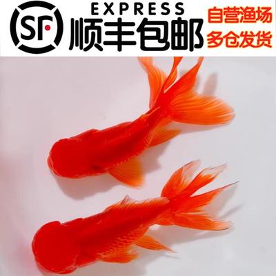 凶猛小鱼活观赏鱼生命力强的冷水鱼红狮金鱼国师鱼冷水鱼小金鱼活