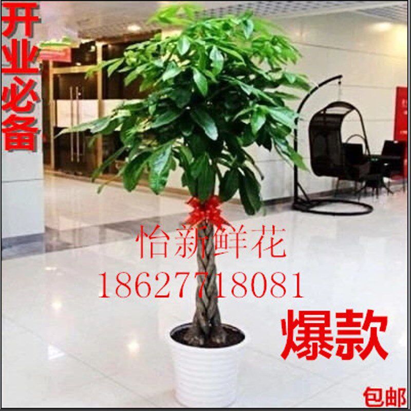 武汉大型绿植盆栽发财树绿萝办公室卧室内净化空气除甲醛开业乔迁