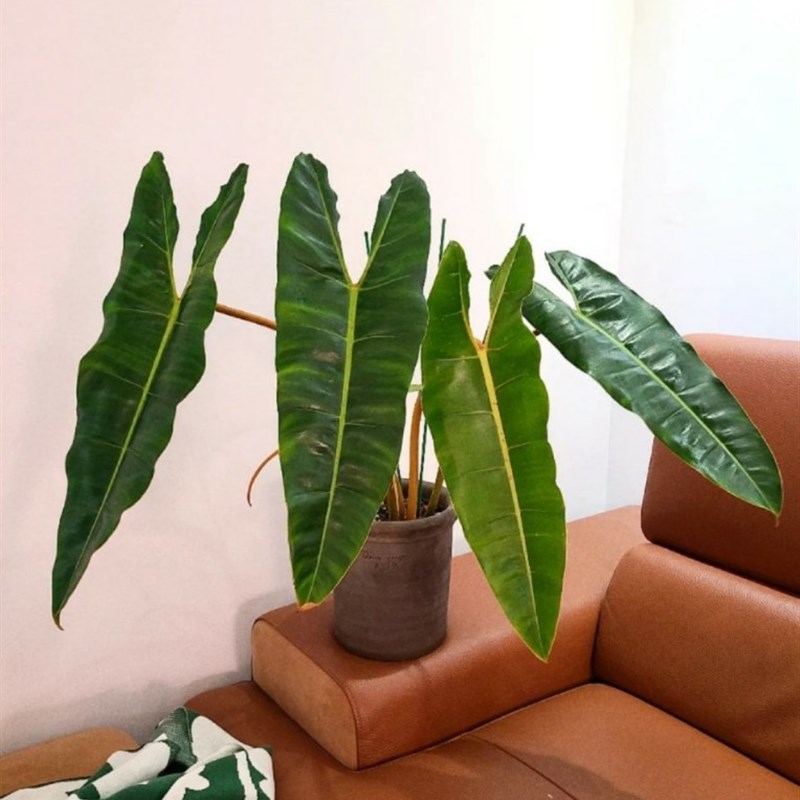 橙柄蔓绿绒锦insE热植王先森的花园