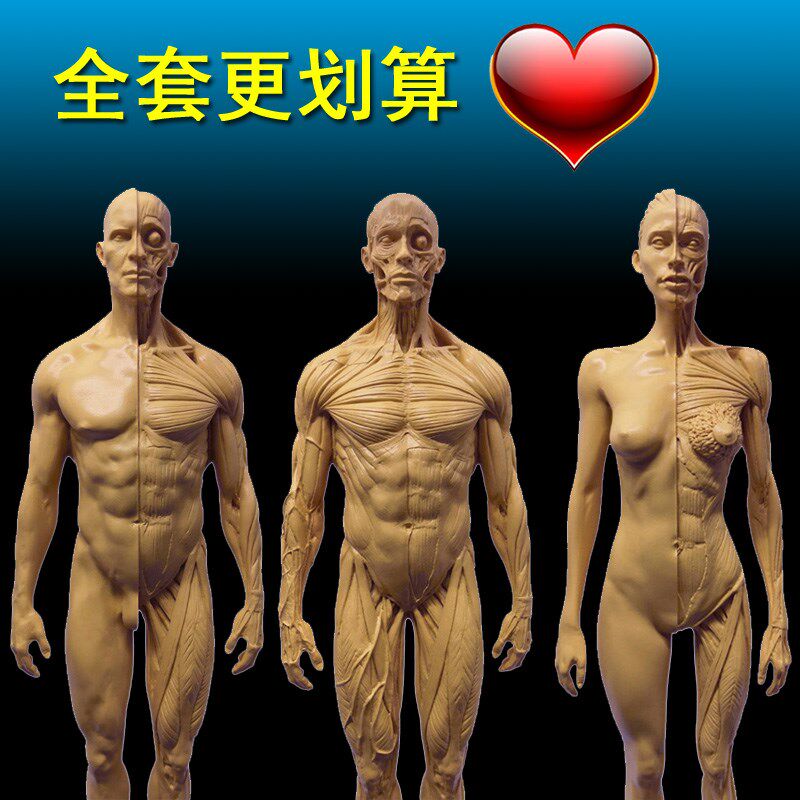 30cm艺用人体肌肉骨骼解剖结构模型绘画素描头骨石Y膏玩具美术生
