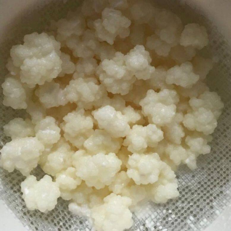 西藏雪莲菌种藏灵菇菌天山雪莲菌酸奶种菌活菌开菲尔菌种原种家用