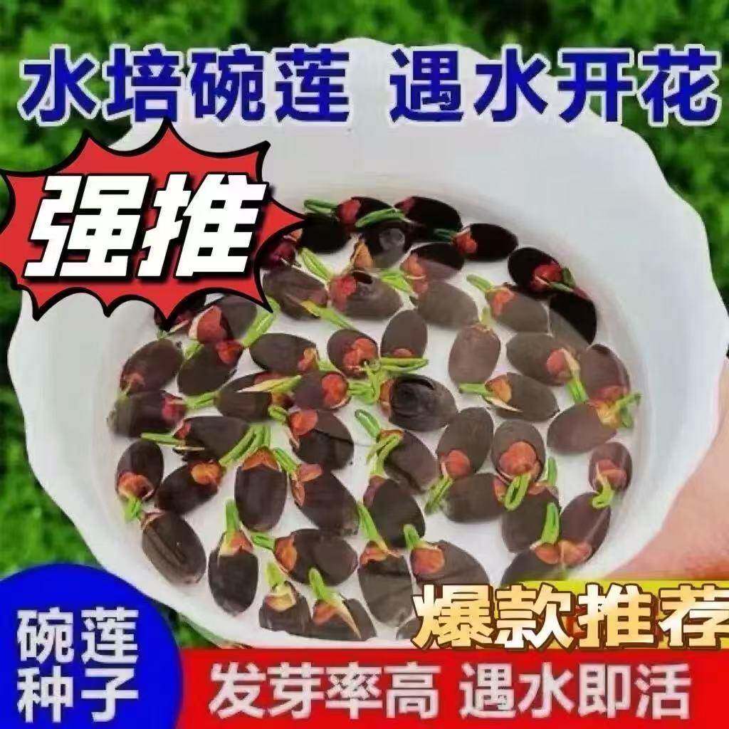 七彩碗莲水培植物荷花盆