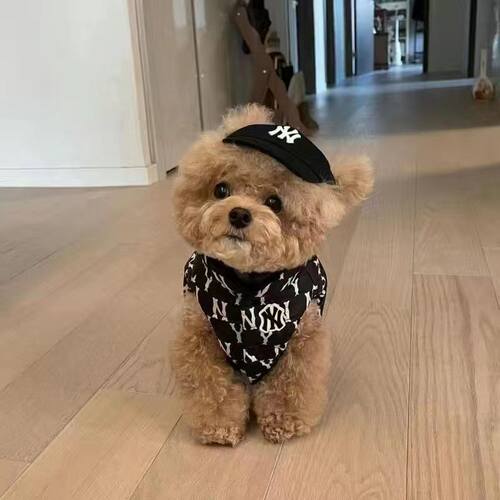 狗狗帽子露耳朵棒球帽宠