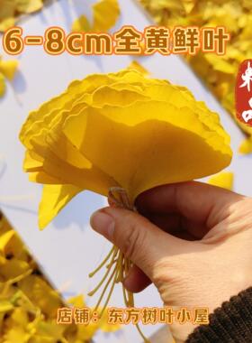 植物鲜叶标本银杏叶金黄色落叶树叶手工DIY书签造景精品活动布景