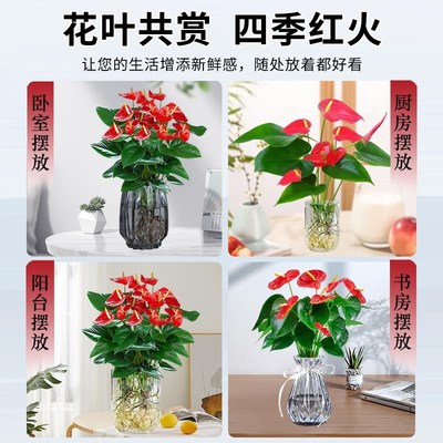 水培红掌鸿运当头盆栽带花大叶大花盆景好养红运真花植物花卉绿植