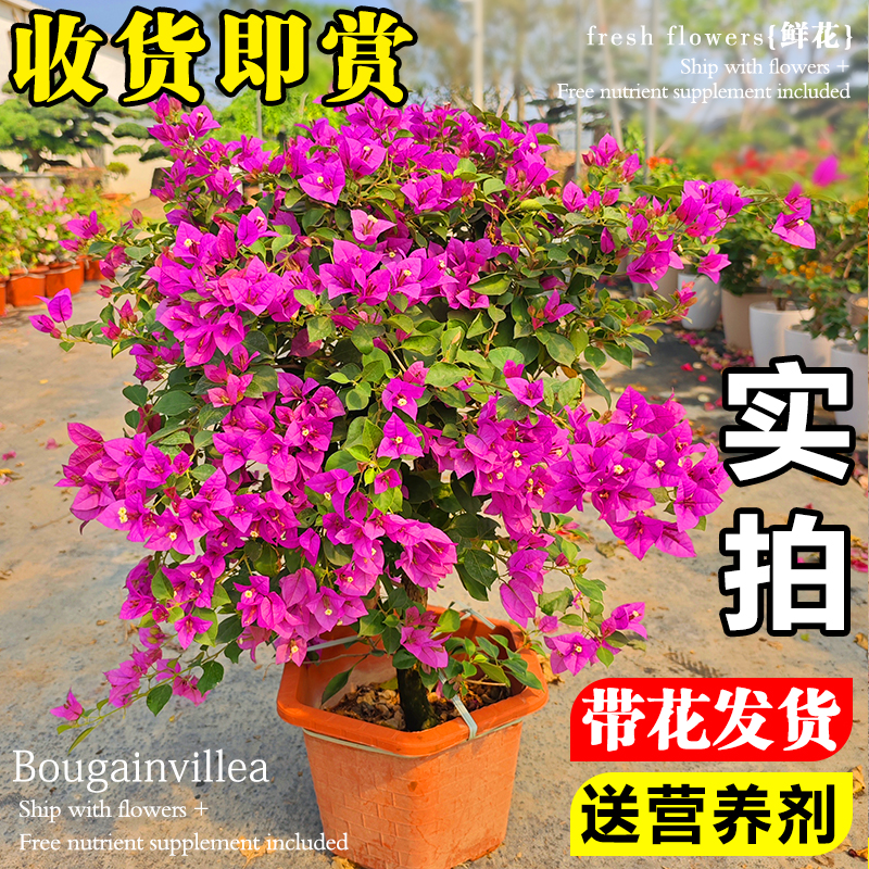 三角梅盆栽带花发货原盆包对版