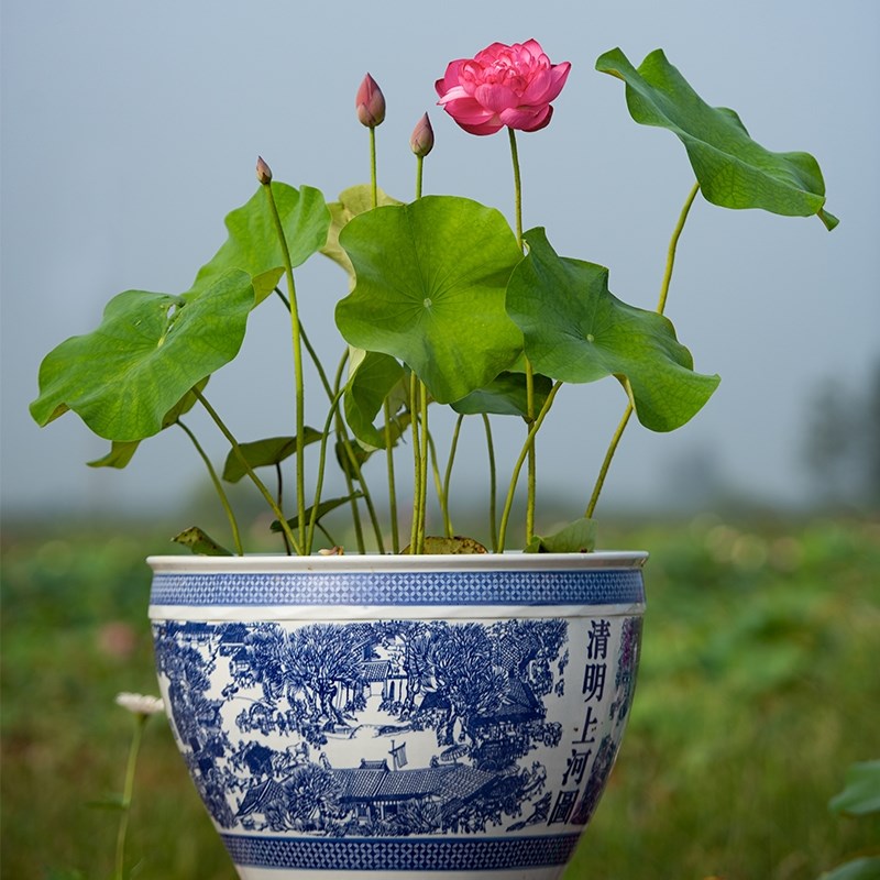 观赏荷花盆栽成品苗带花苞水养睡莲碗莲植物庭院池塘种植大型藕根