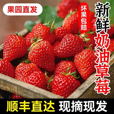 【顺丰直达】奶油草莓水果草莓新鲜水果应季冬日红颜草莓送礼