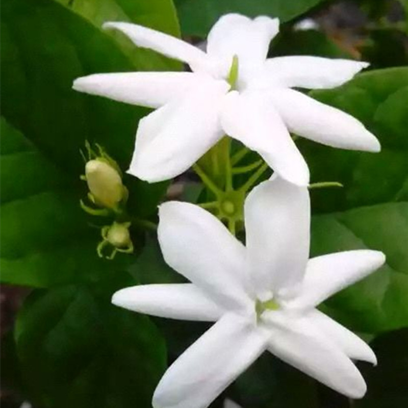 单瓣笔尖茉莉苗独杆茉莉花苗盆栽室内室外浓香植物四季开花带花苞