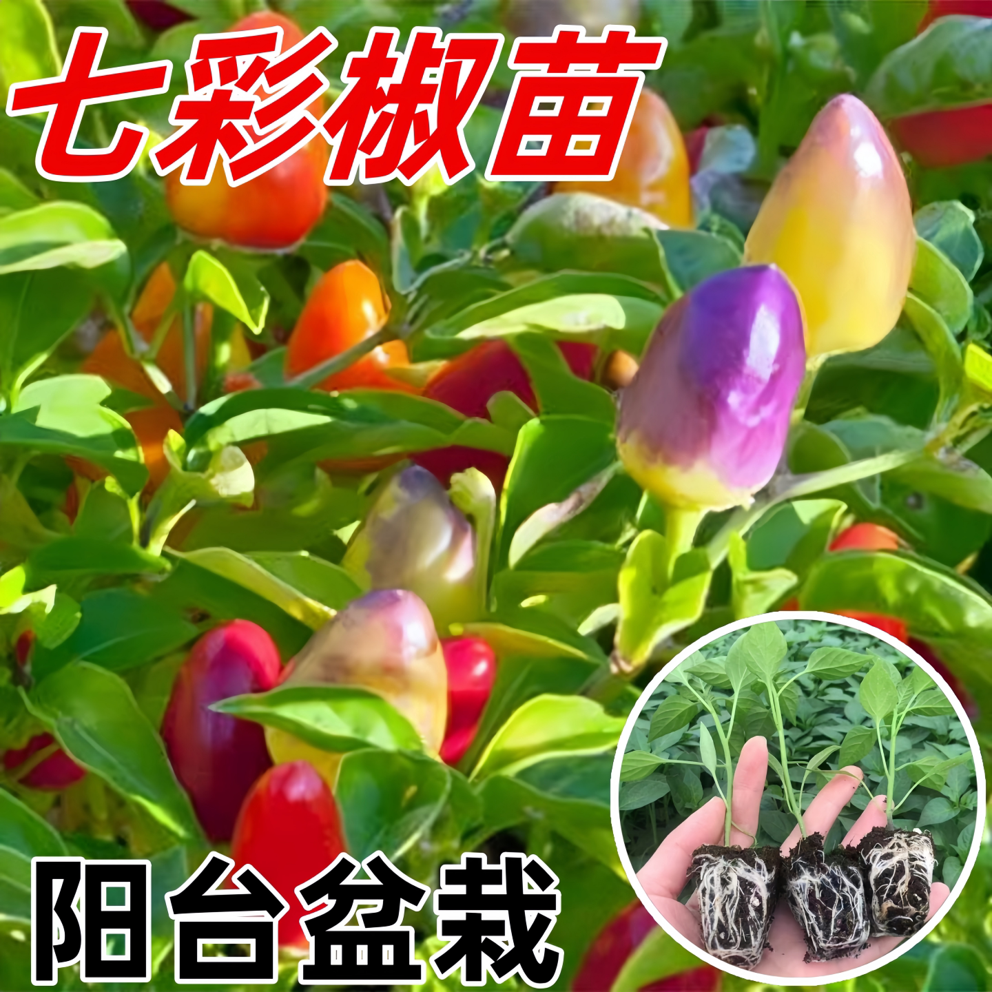 多彩尖椒苗春秋四季种植阳台盆栽