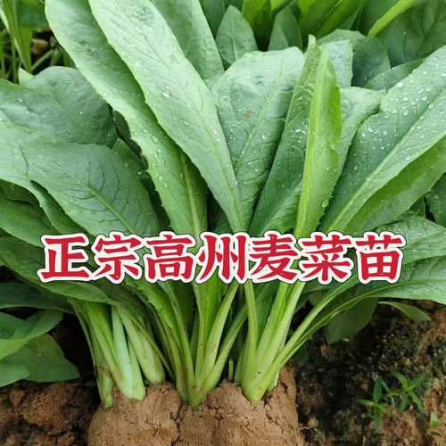 正宗高州甜麦菜苗麦菜秧苗甜软口感广东甜麦菜苗大叶长叶高州麦