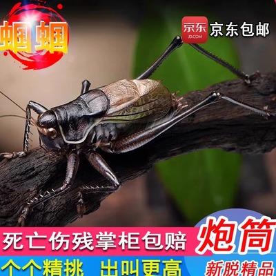 精品高端大翅炮筒好蝈蝈