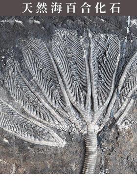 天然贵州关岭海百合棘皮动物化石原石材啊翁菊石古生物科普收藏品
