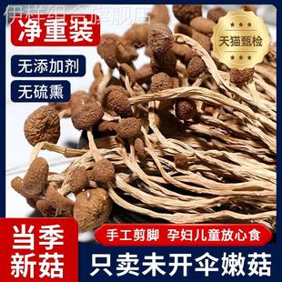 茶树菇干货香菇干货茶薪菇古田特产级新货农家菌菇蘑菇煲炖汤500g