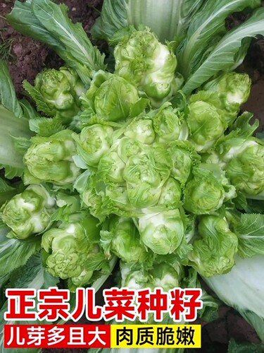 儿菜种籽娃娃菜抱子芥菜四季秋冬南北方露地阳台好养蔬菜种籽大全