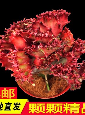 多肉植物彩麒麟盆栽【种植好包装不会坏】玉麒麟绿植花卉