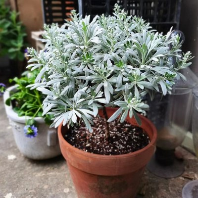 芙蓉菊盆栽雪艾花苗阳台庭院多年生木本银色观叶植物带原土发货