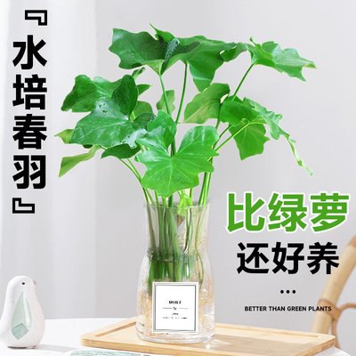 春羽水培绿植物春雨盆栽苗办公室内桌面水养花卉小天使四季好养活