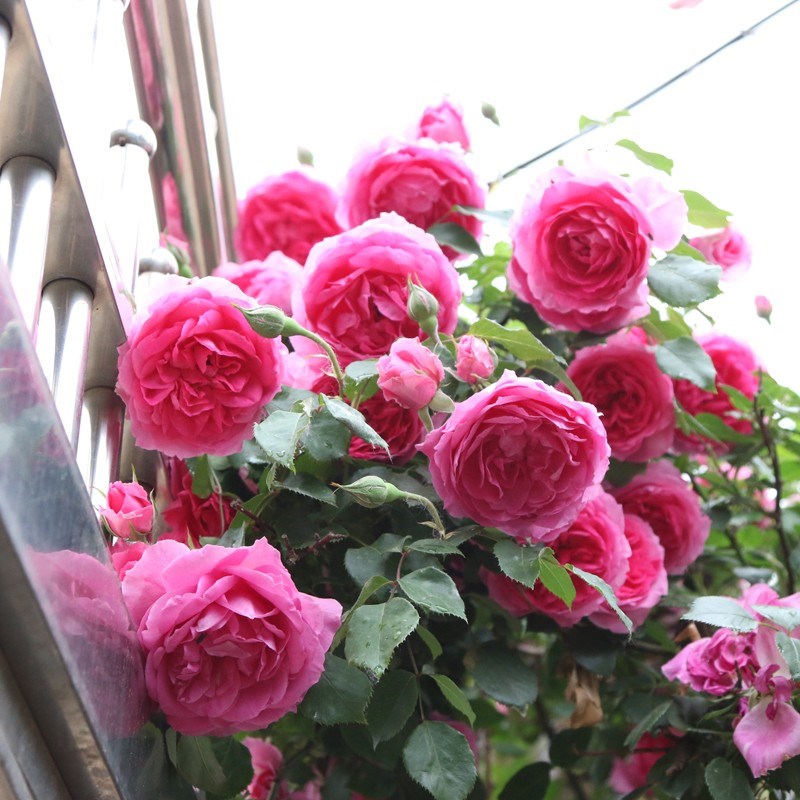大游行藤本月季花大苗阳台庭院拱门爬藤蔷薇花苗玫瑰花卉大花四季