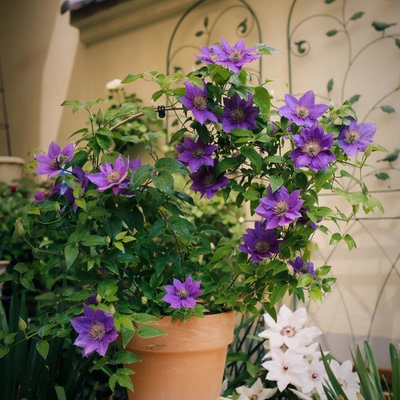 铁线莲经典爬藤大苗盆栽好养易活