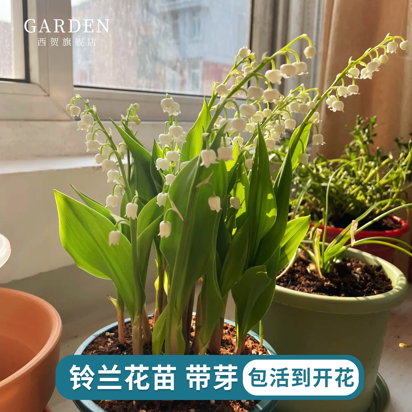 铃兰花苗带芽种球盆栽花卉多年生浓香好养室内外阳台耐阴耐寒植物