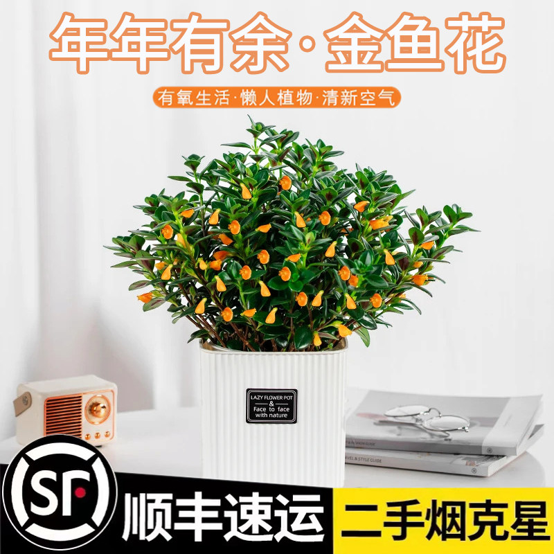 金鱼花吊兰盆栽四季开花绿植室内阳台耐寒热植物吸甲醛超好养花卉