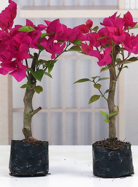 三角梅盆栽带花重瓣绿樱花老桩梅花树苗室内庭院耐寒植物四季开花