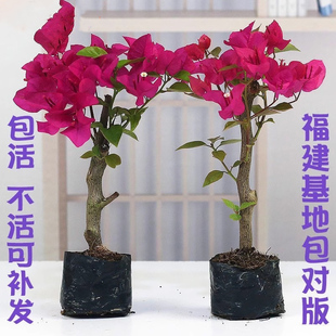 三角梅盆栽勤花重瓣绿樱花老桩梅花树苗室内庭院耐热植物四季开花