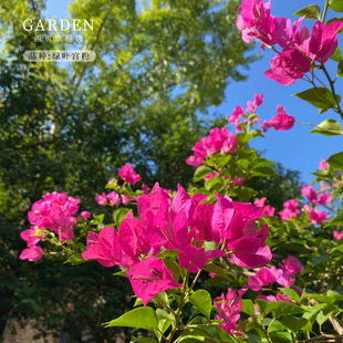 绿叶宫粉三角梅盆栽勤花老桩室内外爬藤灌木植物花卉多季开花好养