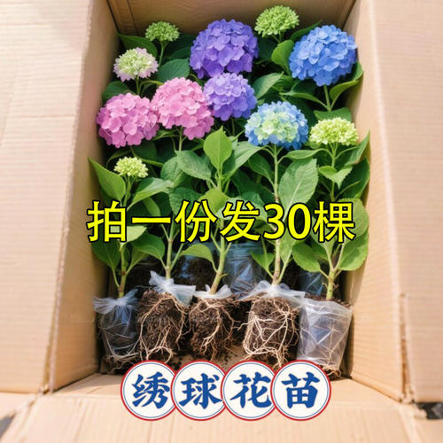 绣球花苗无尽夏四季花盆