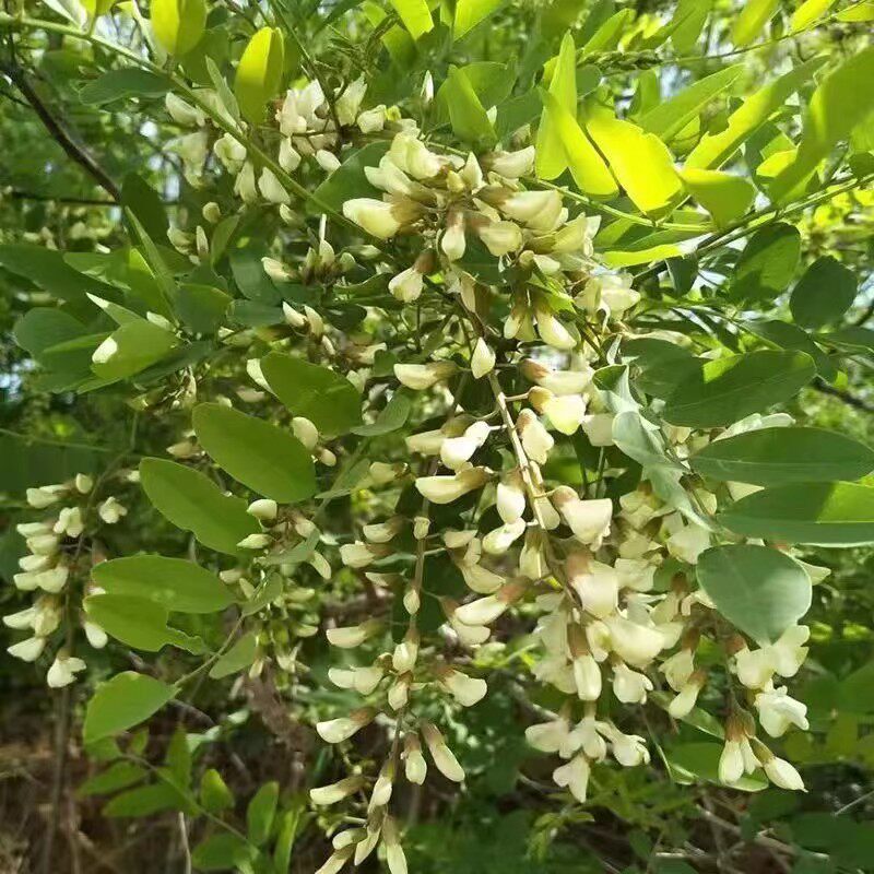 槐蒸花 蒸菜 新洋槐花 槐树 花蒸野菜 ROX鲜洋槐花 徐州丰县特产