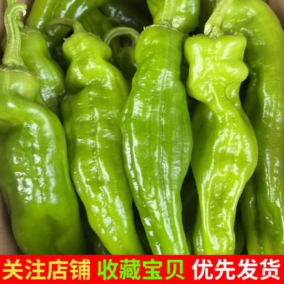 秋冬山东枣庄新鲜薄皮辣椒农家自种芜湖椒微辣不辣现摘现发雨疏