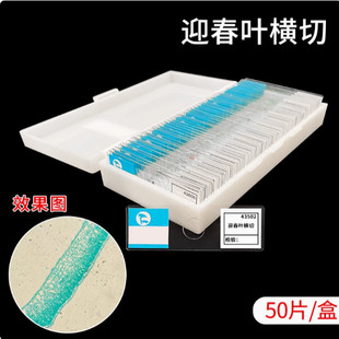 皖南43221 迎春叶横切生物切片显微镜标本实验玻片装片教学人血