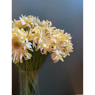 非洲菊切花苗云南基地直发室内外庭院子耐寒耐热阳台观高杆多年生