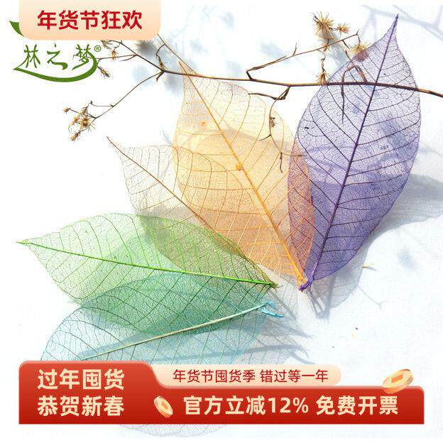橡胶叶橄榄叶脉标本干花永生花材料diy树叶画粘贴画书签拓印材料