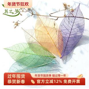 橡胶叶橄榄叶脉标本干花永生花材料diy树叶画粘贴画书签拓印材料