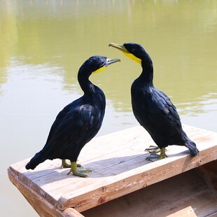 新品仿真羽毛鸬鹚摆件鱼鹰模型景区F船坞装饰教学摄影道具工艺品