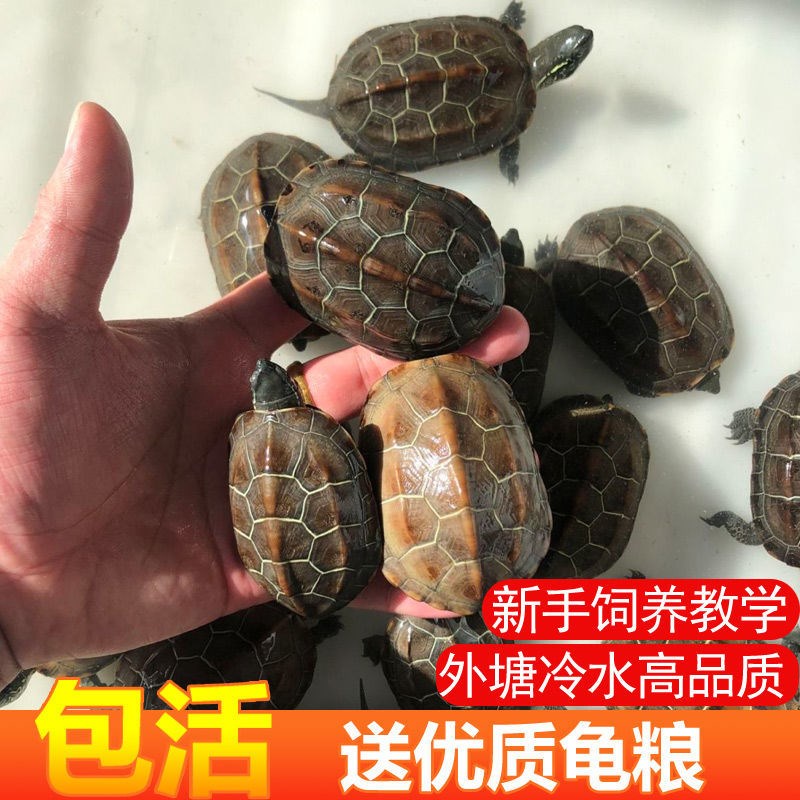 【包活】外塘苏北金线草龟小乌龟长寿龟中华草龟墨龟招财长寿深水