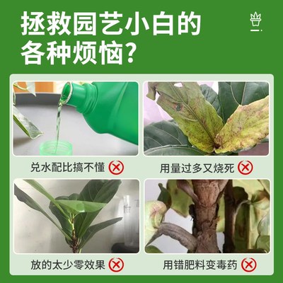 琴叶榕营养液大叶榕孟加拉榕肥料叶面肥免稀释水溶液体肥