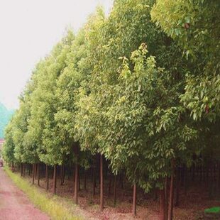 香樟树苗带土大小叶香樟苗驱蚊龙脑樟树苗南北方种植四季常青树苗