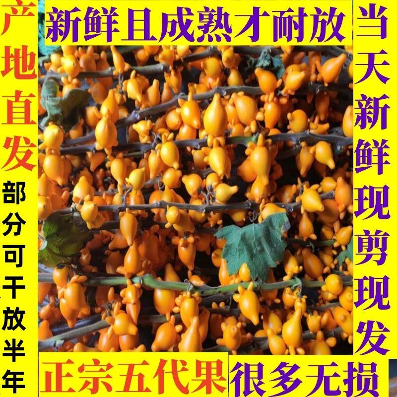 五代同堂黄金果鲜花材装饰新鲜五代果金黄色插瓶干放供佛发财果